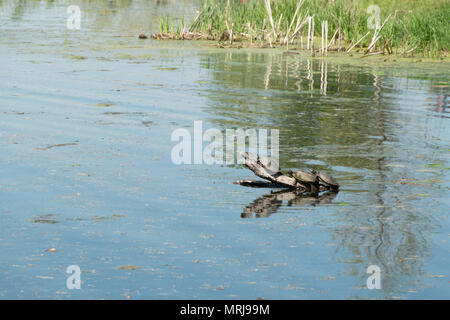 Gemeinsame Karte Schildkröten Aalen in der Sonne am weißen See in Whitehall, Michigan, USA. Stockfoto