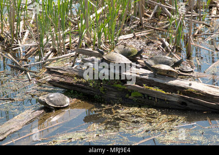 Gemeinsame Karte Schildkröten Aalen in der Sonne am weißen See in Whitehall, Michigan, USA. Stockfoto