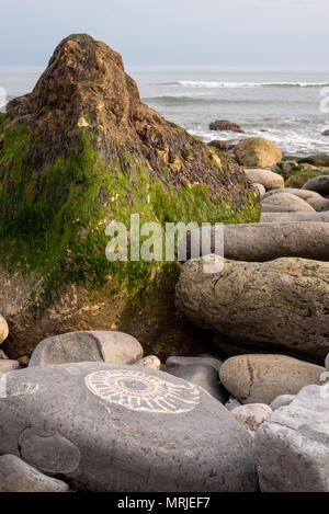 Ein großer Ammonit (Paracoroniceras?) fossil in einem Felsen im Vordergrund einer felsigen Strand entlang der fossilen Strand Lyme Regis, Dorset, Großbritannien. Stockfoto