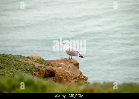 Ein grosses gelbes beaked Möwe auf dem Rand eines goldenen Felsen Meer Felsen thront. Stockfoto