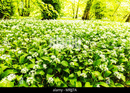 Bärlauch, Wilder Knoblauch, Wilder Knoblauch Blumen, Allium ursinum, Bärlauch, buckrams, Bärlauch, Breitblättrigen Knoblauch, Bärlauch, Bär Stockfoto