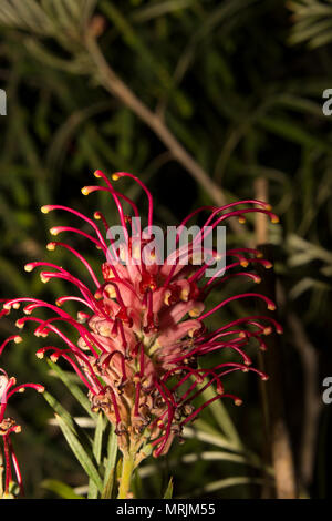 Rot seidig Eiche (Grevillea banksii) Stockfoto