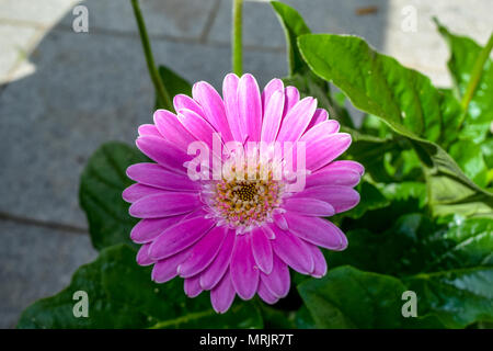 Die gerbera Blume, gerbera Blossom Pink Stockfoto