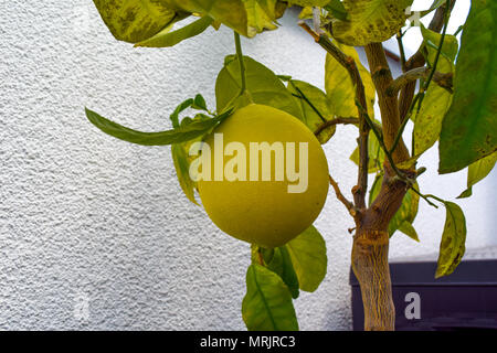 Grapefruit auf einem Baum, Gelbe Grapefruit Stockfoto