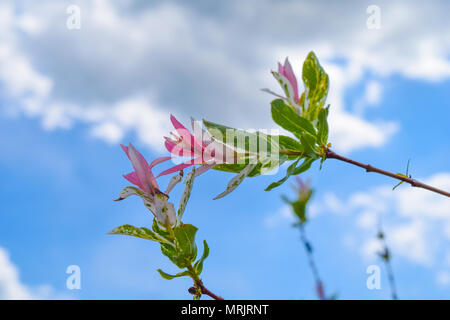 Harlekin weide Salix integra Hakuro Nishiki vor blauem Himmel und einige Wolken Stockfoto