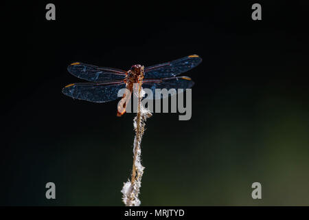 Los anisópteros Sohn uno de Los Dos infraórdenes clásicos del suborden Epiprocta. Se conocen comúnmente Como libélulas, aunque Este término, suele Usar Stockfoto