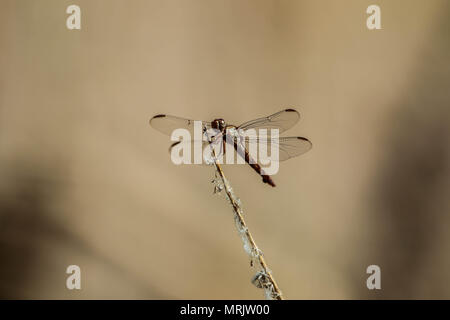 Los anisópteros Sohn uno de Los Dos infraórdenes clásicos del suborden Epiprocta. Se conocen comúnmente Como libélulas, aunque Este término, suele Usar Stockfoto