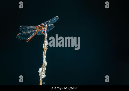 Los anisópteros Sohn uno de Los Dos infraórdenes clásicos del suborden Epiprocta. Se conocen comúnmente Como libélulas, aunque Este término, suele Usar Stockfoto