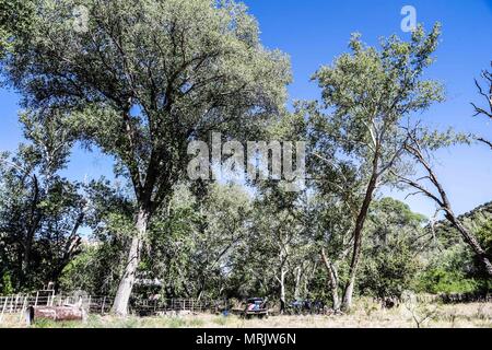 Cuenca los Ojos Naturschutzgebiet in Sonora MEXIKO. Reserva natural Cuenca los Ojos Die Cuenca Los Ojos Stiftung arbeitet zu bewahren und die bi-Wiederherstellung Stockfoto