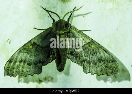 Schmetterling in den Augen der Natur Becken gesehen. Cuenca los Ojos Nature Reserve. Konservierung und Restaurierung. Mariposa. Insekt. Flügel Stockfoto