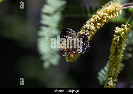 Schmetterling in den Augen der Natur Becken gesehen. Cuenca los Ojos Nature Reserve. Konservierung und Restaurierung. Mariposa. Insekt. Flügel Stockfoto