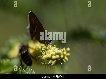 Schmetterling in den Augen der Natur Becken gesehen. Cuenca los Ojos Nature Reserve. Konservierung und Restaurierung. Mariposa. Insekt. Flügel Stockfoto