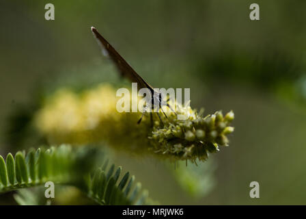 Schmetterling in den Augen der Natur Becken gesehen. Cuenca los Ojos Nature Reserve. Konservierung und Restaurierung. Mariposa. Insekt. Flügel Stockfoto