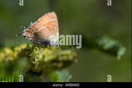 Schmetterling in den Augen der Natur Becken gesehen. Cuenca los Ojos Nature Reserve. Konservierung und Restaurierung. Mariposa. Insekt. Flügel Stockfoto