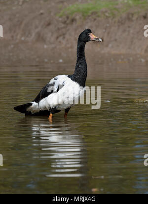 Spaltfußgans - Anseranas semipalmata Eingeborener von Australien Stockfoto