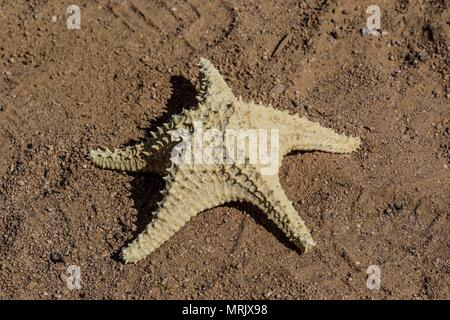 Bericht über das Leben und die Bewohner der Fischerei der Gemeinschaft La Manga, eine Kolonie, die scheint so marginal als privilegierte die Vorteile von Meer, suchen Stockfoto