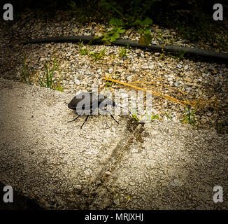 Carabus Gigas Stockfoto