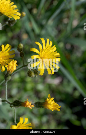 Cat's-Ohr (hypochaeris Radicata); der Botanische Garten der Universität Kopenhagen, Dänemark Stockfoto