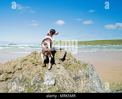 Springer Spaniel hund spielt auf einem Sandstrand in Cornwall, England Stockfoto