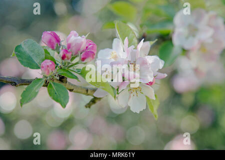 Pale Pink apple blossom Schuß Schließen gegen ein Bokeh Hintergrund Stockfoto