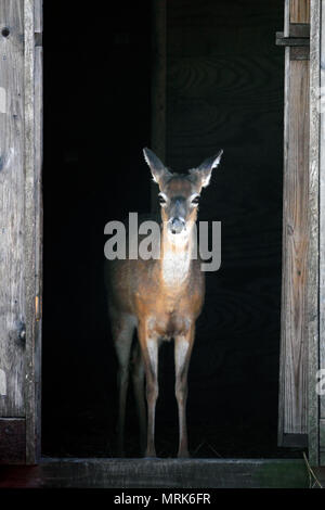 Ein Whitetail Deer in einem Türrahmen stehend Stockfoto