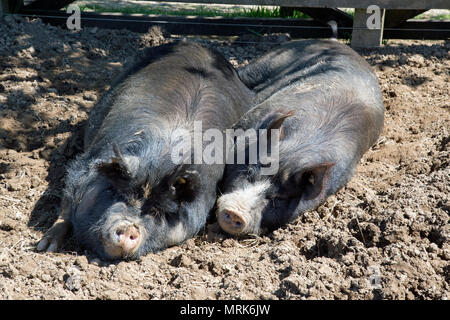 Schwarzhaarige Schweine in ein schlammiges Feld Stockfoto