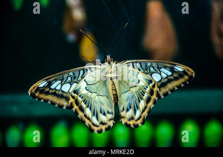 LONDON, Großbritannien - 4 April 2018: ein bunter Schmetterling mit seinen Flügeln in dunklen Hintergrund auf der Messe verteilt Ausstattung am Natural History Museum. Stockfoto