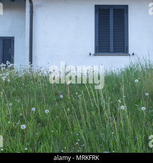 Rasen mit weißen Löwenzahn und ein Haus dahinter Stockfoto