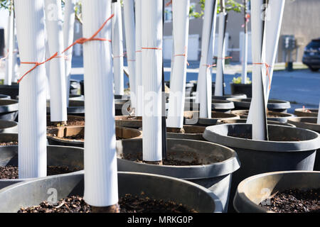 Neue Bäume bereit, Arbor Day zu pflanzen Stockfoto