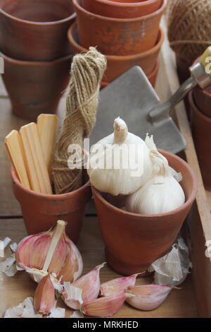 Allium sativum "Cristo". Knoblauch Zwiebeln und Knoblauchzehen bereit für die Bepflanzung, Großbritannien Stockfoto