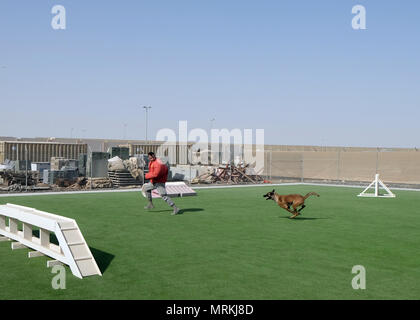 Militär Hund jagt Vviper Älterer Flieger Troy, 380 Expeditionary Sicherheitskräfte Squadron MWD-Handler, 15. Juni 2017, an einem geheimen Ort im Südwesten Asien. Handler tragen eine schützende beißen, so dass MWDs ohne Zurückhaltung trainieren kann. (U.S. Air Force Foto von älteren Flieger Preston Webb) Stockfoto