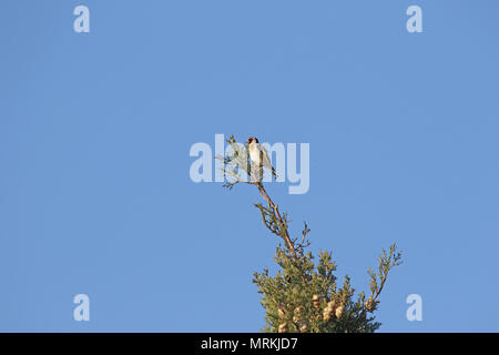 Goldfinch oder gold-Fink Vogel lateinischer Name Carduelis carduelis Familie Fringillidae auf einer Zypresse Baum im Frühling in Italien Stockfoto