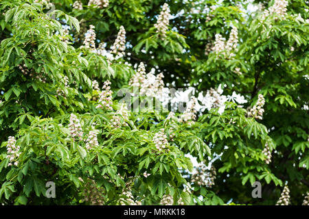 Der frühe Frühling Blüten der Kastanien Stockfoto