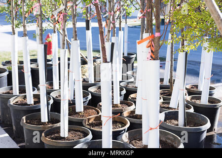 Neue Bäume bereit, Arbor Day zu pflanzen Stockfoto