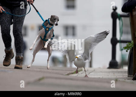 Silbermöwe (Larus Argentatus) Stockfoto