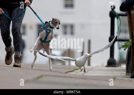 Silbermöwe (Larus Argentatus) Stockfoto