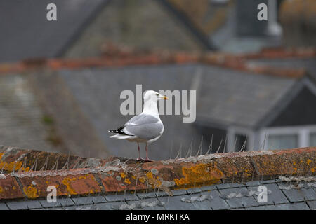 Silbermöwe (Larus Argentatus) Stockfoto