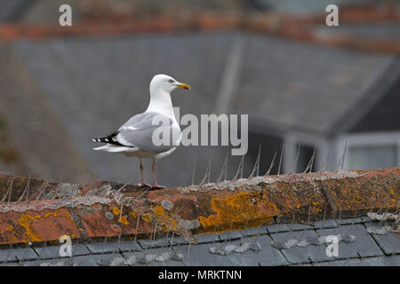 Silbermöwe (Larus Argentatus) Stockfoto