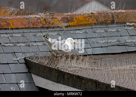 Silbermöwe (Larus Argentatus) Stockfoto