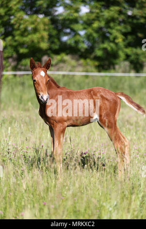 Neugeborene Pferd alleine stehen im Sommer Corral Stockfoto