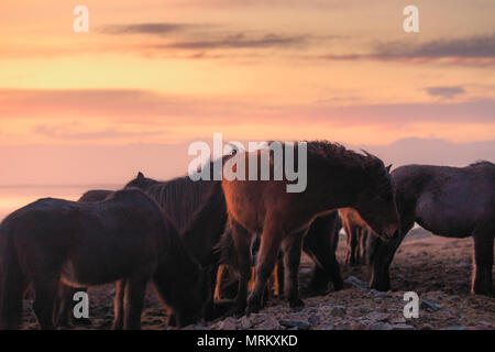Gruppe von isländischen Pferd bei Sonnenuntergang Ozean im Hintergrund Island Stockfoto