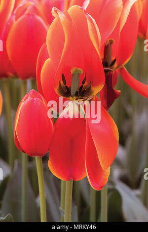 Nahaufnahme von rote Tulpe im Feld, Istanbul Stockfoto