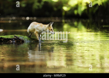 Junge Füchsin von Red fox Aufenthalt in Fluss - Vulpes vulpes Stockfoto