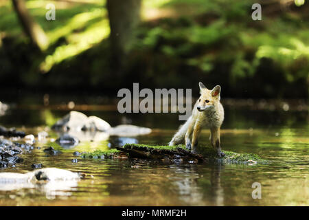 Junge Füchsin von Red fox Aufenthalt in Fluss auf Stein mit Moos - Vulpes vulpes Stockfoto