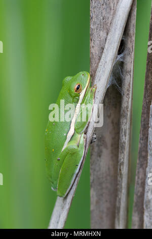 Eine amerikanische Green Tree Frog ruht auf toten Rohrkolben. Stockfoto