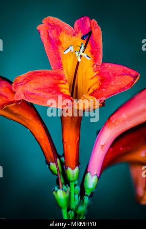 Beautiful Red flower close-up Stockfoto