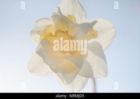 Floral Background - Narzisse Blume isoliert Stockfoto