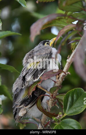 Laut Miner Küken auf Hibiscus Zweig (Manorina Melanocephala) Stockfoto