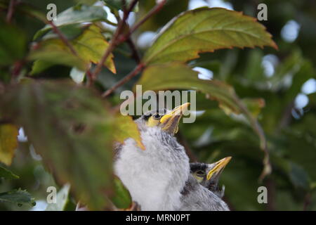 Laut Miner Küken auf Hibiscus Zweig (Manorina Melanocephala) Stockfoto