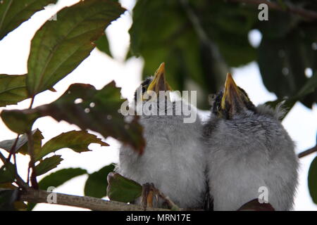 Laut Miner Küken auf Hibiscus Zweig (Manorina Melanocephala) Stockfoto